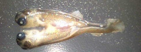 Vissen in vervuild water ontwikkelen ernstige vervormingen